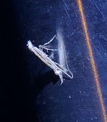 Stomphastis polygoni