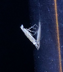 Stomphastis polygoni