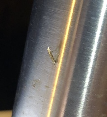 Stomphastis polygoni