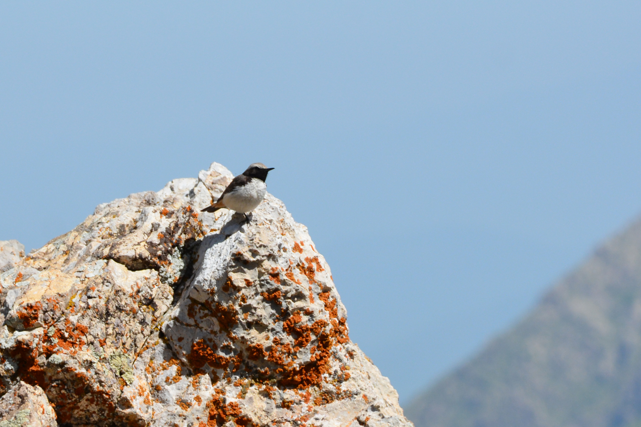 Kurdish Wheatear (Oenanthe xanthoprymna), photo 4