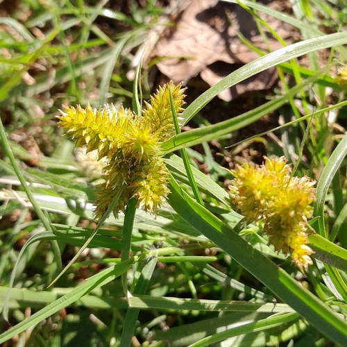 Image of Cyperus aggregatus by (c) Daniel Dias, some rights reserved (CC BY-SA)