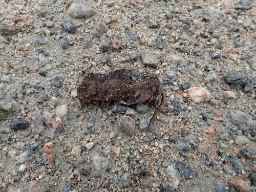 Arctic Shrew