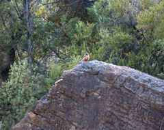 Geocolaptes olivaceus