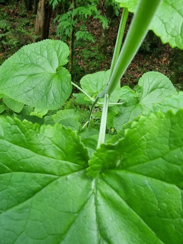 Teucrium abutiloides image