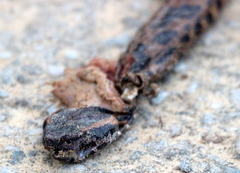 Ovophis monticola