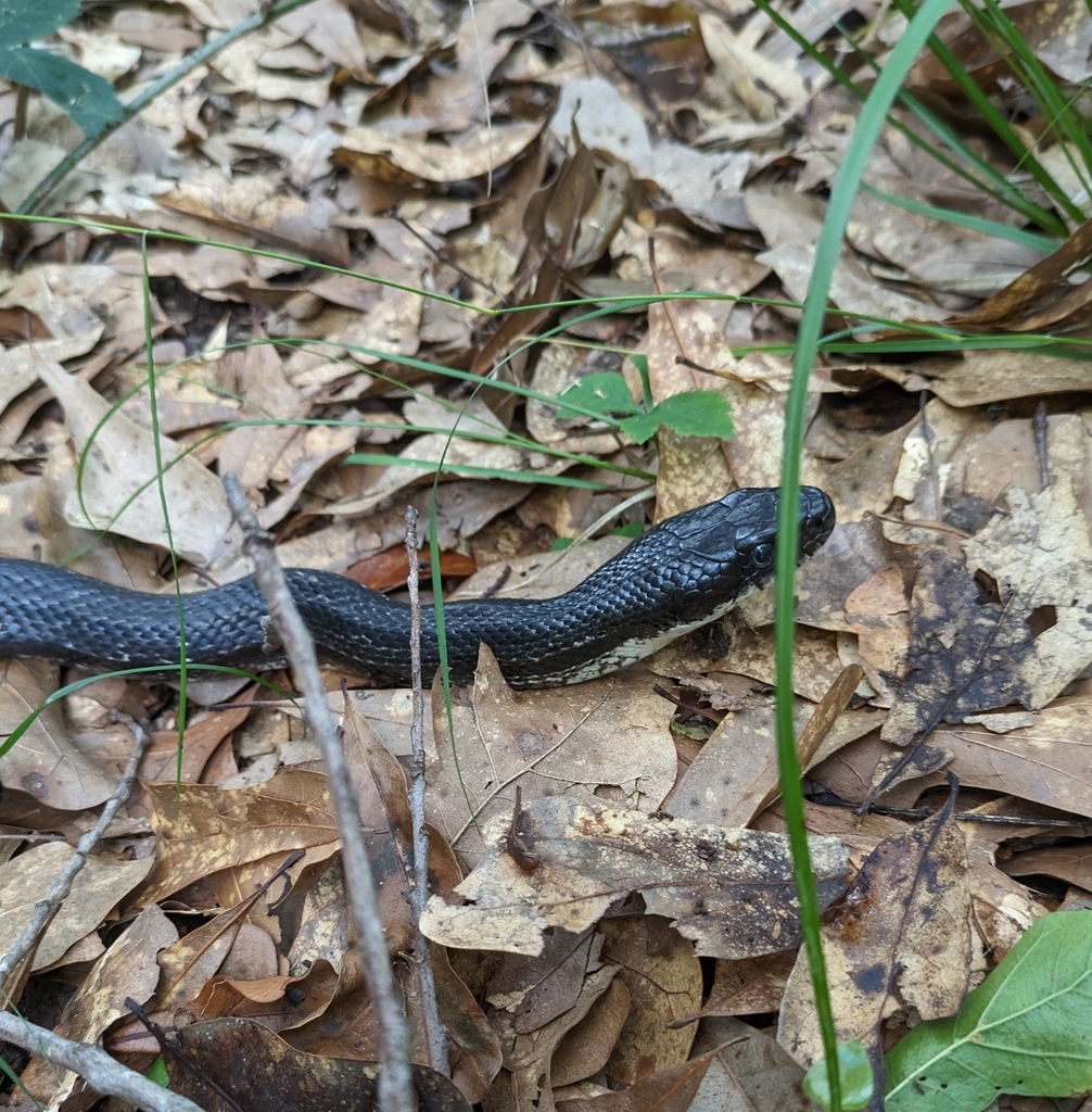 Eastern/Gray Ratsnake Complex from Athens, GA 30605, USA on May 19 ...