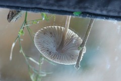Mycena polygramma