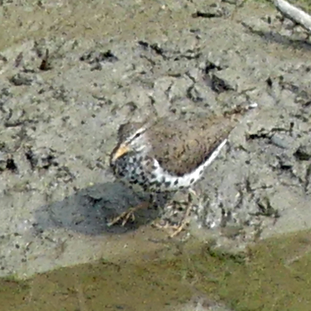 Spotted Sandpiper From Brampton ON Canada On May 19 2023 At 10 34 AM   Large 