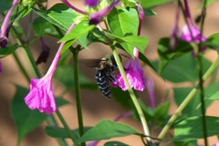 Xylocopa grisescens