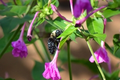 Xylocopa grisescens
