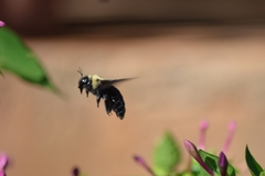 Xylocopa grisescens
