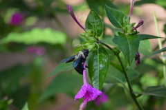 Xylocopa grisescens