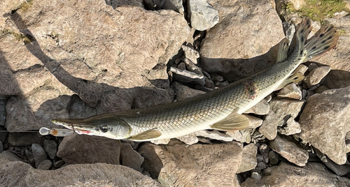 Kortsnuitbeensnoek (Lepisosteus platostomus) — Lepisosteidae — 2