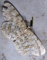 Catoria sublavaria