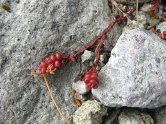 Sedum divergens