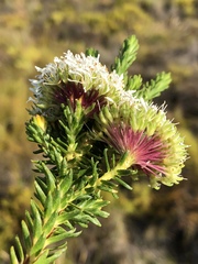 Agathosma bifida