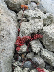 Sedum divergens