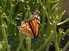 Danaus plexippus