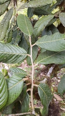Licania durifolia