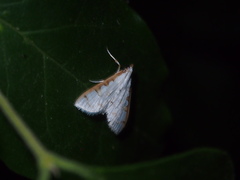 Palpita minuscula