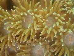 Duncanopsammia peltata