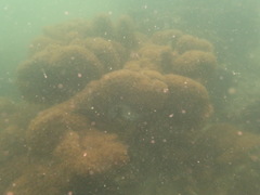 Duncanopsammia peltata