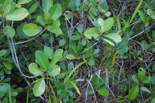 Clusia nemorosa (Clusia nemorosa)