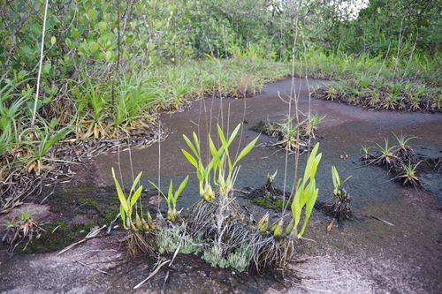 Encyclia granitica, photograph 6
