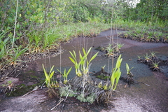 Encyclia granitica, photograph (c) Antoine Guiguet, some rights reserved (CC BY)