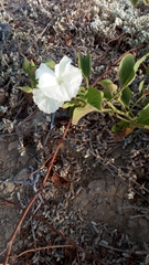 Ipomoea asarifolia
