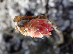 Syncarpha canescens tricolor