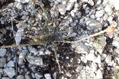 Syncarpha canescens tricolor