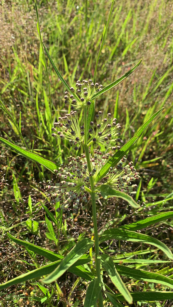 tall green milkweed from De Witt on May 15, 2023 at 05:44 PM by ...