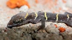 Cyrtodactylus deccanensis