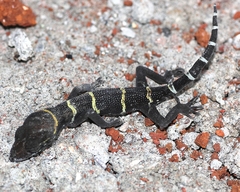 Cyrtodactylus deccanensis