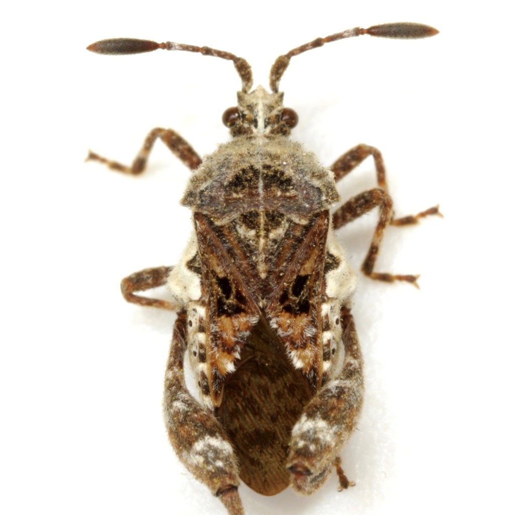 Merocoris