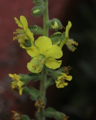 Verbascum coromandelianum