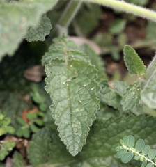 Verbascum coromandelianum