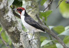 Masked Cardinal photo 5