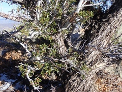 Cercocarpus ledifolius intermontanus