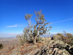 Cercocarpus ledifolius intermontanus