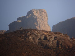 Oreotragus oreotragus transvaalensis