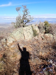 Cercocarpus ledifolius intermontanus