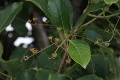 Lagerstroemia microcarpa