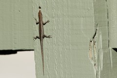 Cryptoblepharus buchananii