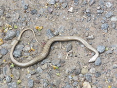 Dryophylax hypoconia