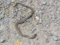 Dryophylax hypoconia