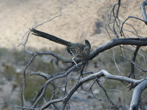 iNaturalist observation photo of Greater Roadrunner