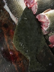 Paralichthys lethostigma