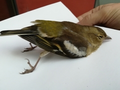 Fringilla coelebs
